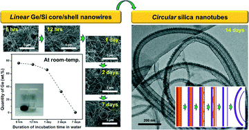 Graphical abstract: Water-induced room-temperature transformation of straight Ge/Si core/shell nanowires into circular silica nanotubes