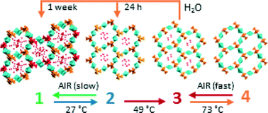 Graphical abstract: Sequential single-crystal-to-single-crystal transformations promoted by gradual thermal dehydration in a porous metavanadate hybrid