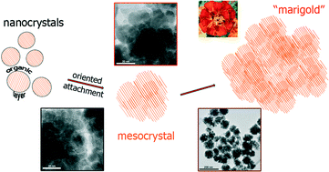 Graphical abstract: The influence of reaction media on CdIn2S4 and ZnIn2S4 nanocrystallite formation and growth of mesocrystal structures