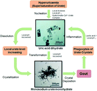 Graphical abstract: The culprit of gout: triggering factors and formation of monosodium urate monohydrate