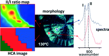 Graphical abstract: The morphology and polymorphism of self-nucleated trigonal isotactic poly(1-butene) studied by synchrotron IR microspectroscopy