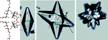 Graphical abstract: The growth of hexagonal bipyramids and X- and polycrystal-shaped twins of cholic acid during acidic hydrolysis of its ester hydrogel