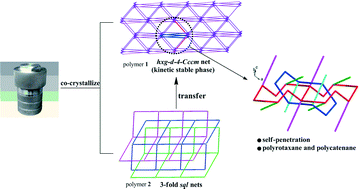 Graphical abstract: Thermodynamically stable MOF showing a highly rare four-connected hxg-d-4-Cccm net with self-penetration, polyrotaxane, and polycatenane multi-features