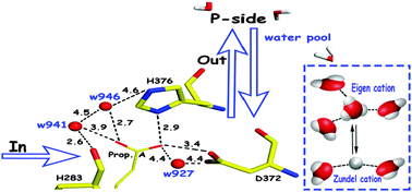 Graphical abstract: Detection of functional hydrogen-bonded water molecules with protonated/deprotonated key carboxyl side chains in the respiratory enzyme ba3-oxidoreductase