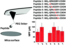 Graphical abstract: Elucidating the mechanism of interaction between peptides and inorganic surfaces