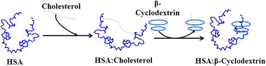 Graphical abstract: Unfolding and refolding of a protein by cholesterol and cyclodextrin: a single molecule study