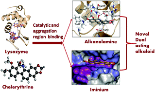 Graphical abstract: Chelerythrine–lysozyme interaction: spectroscopic studies, thermodynamics and molecular modeling exploration