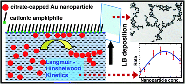 Graphical abstract: Nanoparticle assembly following Langmuir–Hinshelwood kinetics on a Langmuir film and chain networks captured in LB films