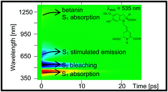 Graphical abstract: Time-resolved spectroscopy of the singlet excited state of betanin in aqueous and alcoholic solutions