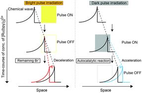 Graphical abstract: Response of a chemical wave to local pulse irradiation in the ruthenium-catalyzed Belousov–Zhabotinsky reaction