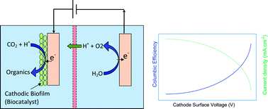 Graphical abstract: Modelling bio-electrosynthesis in a reverse microbial fuel cell to produce acetate from CO2 and H2O