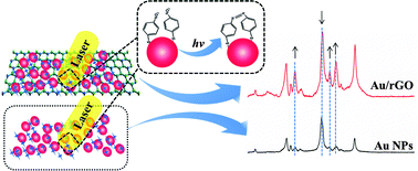 Graphical abstract: Direct observation of enhanced plasmon-driven catalytic reaction activity of Au nanoparticles supported on reduced graphene oxides by SERS