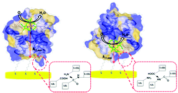 Graphical abstract: Gated electron transfer reactions of truncated hemoglobin from Bacillus subtilis differently orientated on SAM-modified electrodes