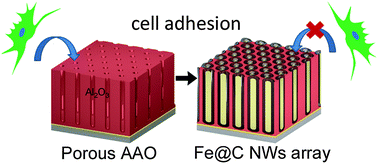 Graphical abstract: The biocompatibility and anti-biofouling properties of magnetic core–multishell Fe@C NWs–AAO nanocomposites