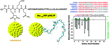 Graphical abstract: NANOGOLD decorated by pHLIP peptide: comparative force field study