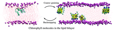 Graphical abstract: Derivation of coarse-grained simulation models of chlorophyll molecules in lipid bilayers for applications in light harvesting systems