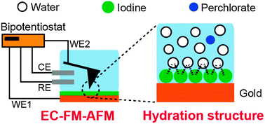 Graphical abstract: Potential-dependent structures investigated at the perchloric acid solution/iodine modified Au(111) interface by electrochemical frequency-modulation atomic force microscopy