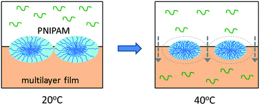 Graphical abstract: Temperature-induced molecular transport through polymer multilayers coated with PNIPAM microgels