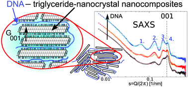 Graphical abstract: Analysis of the structure of nanocomposites of triglyceride platelets and DNA