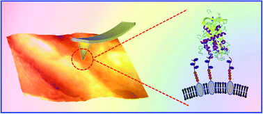 Graphical abstract: High-resolution probing heparan sulfate–antithrombin interaction on a single endothelial cell surface: single-molecule AFM studies