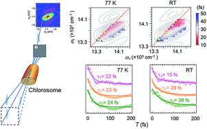 Graphical abstract: Role of thermal excitation in ultrafast energy transfer in chlorosomes revealed by two-dimensional electronic spectroscopy