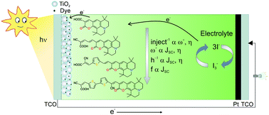 Graphical abstract: Study of chemical reactivity in relation to experimental parameters of efficiency in coumarin derivatives for dye sensitized solar cells using DFT