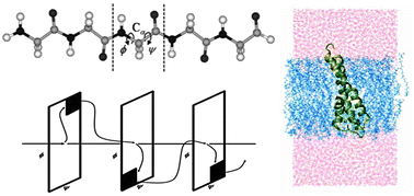 Graphical abstract: A model for ultra-fast charge transport in membrane proteins