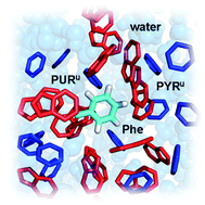 Graphical abstract: Interaction preferences between nucleobase mimetics and amino acids in aqueous solutions