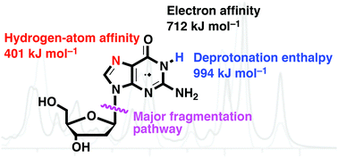 Graphical abstract: Gas-phase structure and reactivity of the keto tautomer of the deoxyguanosine radical cation