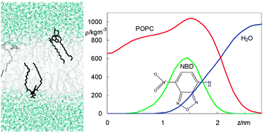 Graphical abstract: Behaviour of NBD-head group labelled phosphatidylethanolamines in POPC bilayers: a molecular dynamics study