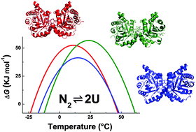 Graphical abstract: Reversibility and two state behaviour in the thermal unfolding of oligomeric TIM barrel proteins