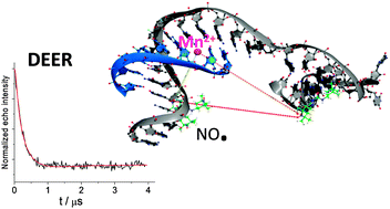 Graphical abstract: Distance measurements between manganese(ii) and nitroxide spin-labels by DEER determine a binding site of Mn2+ in the HP92 loop of ribosomal RNA