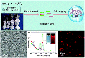 Graphical abstract: Ln3+-doped hydroxyapatite nanocrystals: controllable synthesis and cell imaging