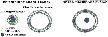Graphical abstract: Magnetic liposomes based on nickel ferrite nanoparticles for biomedical applications