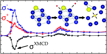 Graphical abstract: Orbit and spin resolved magnetic properties of size selected [ConRh]+ and [ConAu]+ nanoalloy clusters