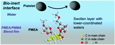 Graphical abstract: Effect of interfacial structure on bioinert properties of poly(2-methoxyethyl acrylate)/poly(methyl methacrylate) blend films in water