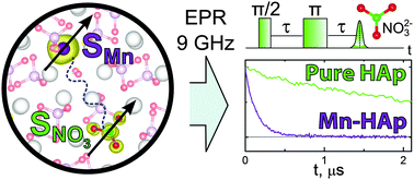 Graphical abstract: The Interplay of manganese and nitrate in hydroxyapatite nanoparticles as revealed by pulsed EPR and DFT