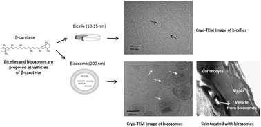 Graphical abstract: Advanced lipid systems containing β-carotene: stability under UV-vis radiation and application on porcine skin in vitro