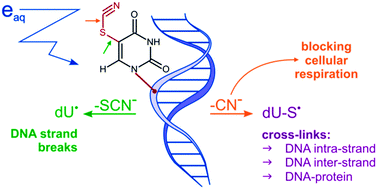 Graphical abstract: 5-Thiocyanato-2′-deoxyuridine as a possible radiosensitizer: electron-induced formation of uracil-C5-thiyl radical and its dimerization