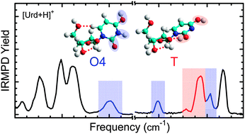 Graphical abstract: Diverse mixtures of 2,4-dihydroxy tautomers and O4 protonated conformers of uridine and 2′-deoxyuridine coexist in the gas phase