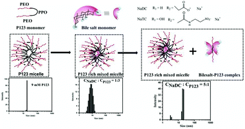 Graphical abstract: How does bile salt penetration affect the self-assembled architecture of pluronic P123 micelles? – light scattering and spectroscopic investigations