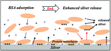 Graphical abstract: Adsorption of bovine serum albumin on silver surfaces enhances the release of silver at pH neutral conditions