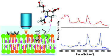 Graphical abstract: Raman spectroscopy for detecting supported planar lipid bilayers composed of ganglioside-GM1/sphingomyelin/cholesterol in the presence of amyloid-β