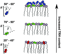 Graphical abstract: Molecular dynamics simulations and NMR spectroscopy studies of trehalose–lipid bilayer systems