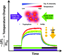 Graphical abstract: Quantifying the photothermal efficiency of gold nanoparticles using tryptophan as an in situ fluorescent thermometer