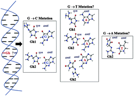 Graphical abstract: The R- and S-diastereoisomeric effects on the guanidinohydantoin-induced mutations in DNA