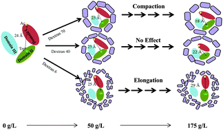 Graphical abstract: Unusual domain movement in a multidomain protein in the presence of macromolecular crowders