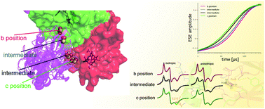 Graphical abstract: Effect of H bond removal and changes in the position of the iron–sulphur head domain on the spin–lattice relaxation properties of the [2Fe–2S]2+ Rieske cluster in cytochrome bc1