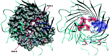 Graphical abstract: Molecular basis of substrate translocation through the outer membrane channel OprD of Pseudomonas aeruginosa