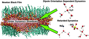 Graphical abstract: Slow dynamics of water confined in Newton black films